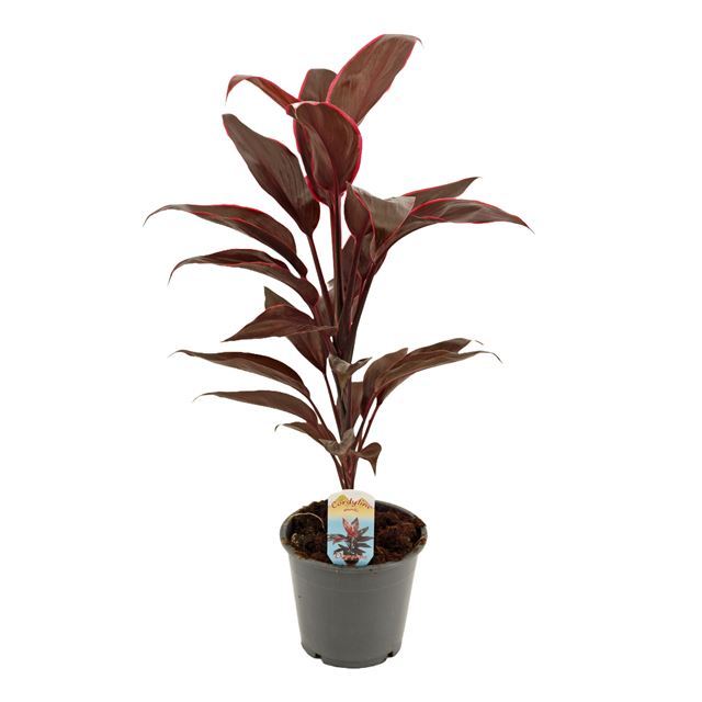 Picture of CORDYLINE FRUTICOSA MAMBO