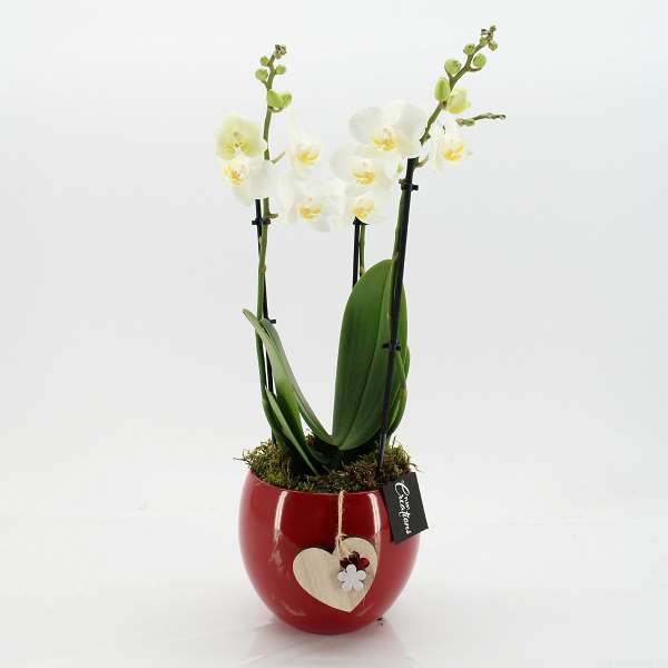 Picture of PHALAENOPSIS ARRANGEMENT 02-STEM ROMANTIC WHITE