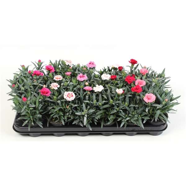 Picture of DIANTHUS CARYOPHYLLUS MIX