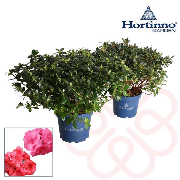 Picture of RHODODENDRON JAPONICA (AZALEA) EVERGREEN