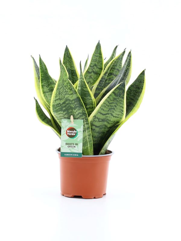 Picture of SANSEVIERIA TRIFASCIATA FUTURA SUPERBA