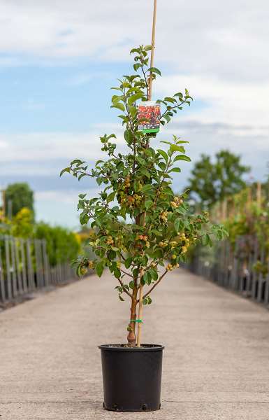 Picture of MALUS EVERESTE
