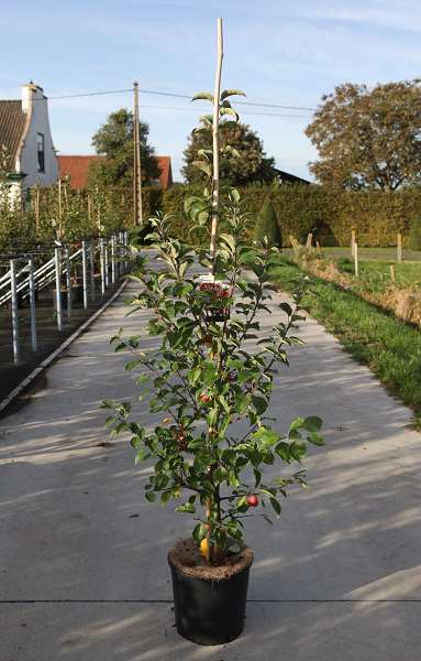 Picture of Malus evereste