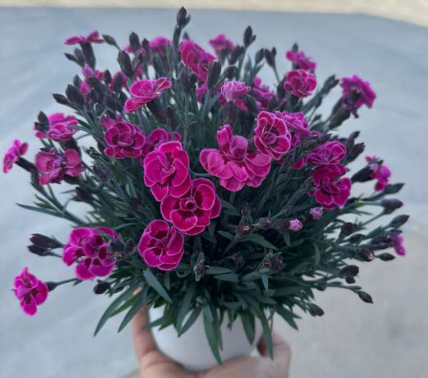 Picture of DIANTHUS PURPLE WEDDING P13CM