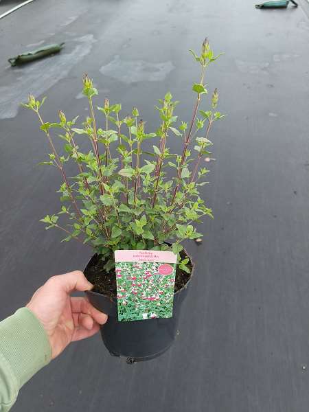 Picture of Salvia hot lips