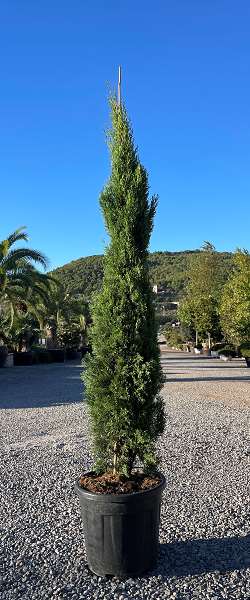 Picture of CUPRESSUS SEMPERVIRENS TOTEM C18L