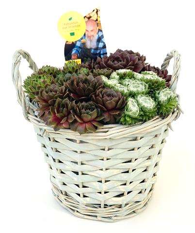 Picture of Sempervivum mila mand