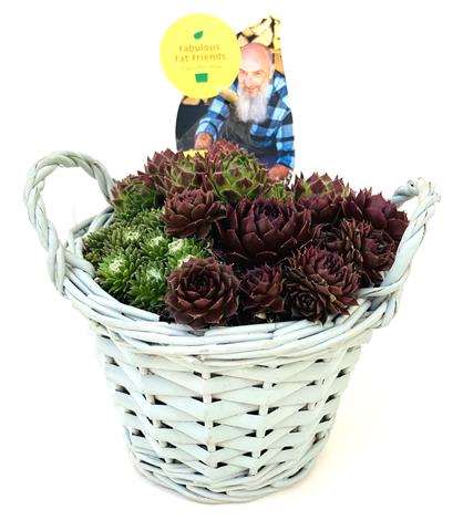 Picture of Sempervivum mila mand