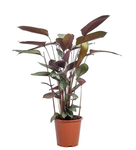Picture of CTENANTHE  SETOSA GREY STAR