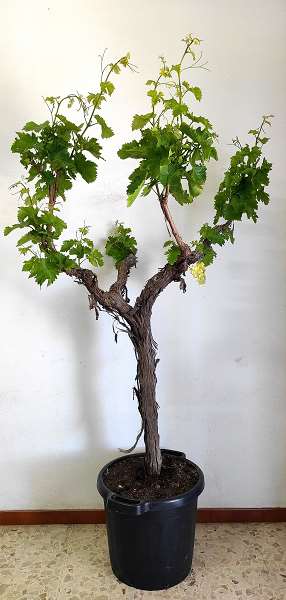 Picture of VITIS VINIFERA VIEUX TRONC 54CM