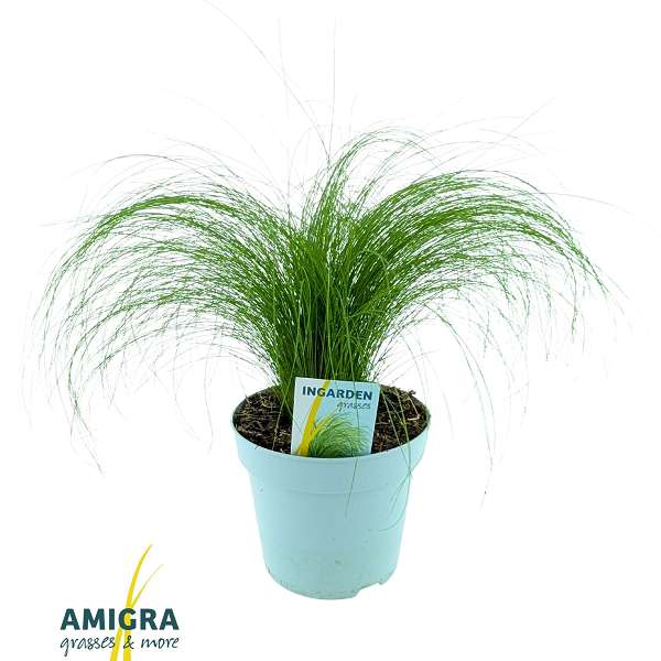 Picture of Stipa tenacissima pony tails