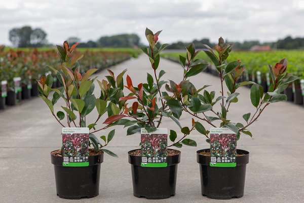 Picture of PHOTINIA FRASERI RED ROBIN