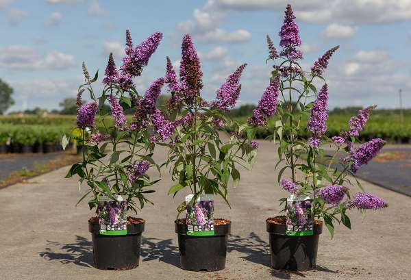 Picture of BUDDLEJA DAVIDII PEACOCK