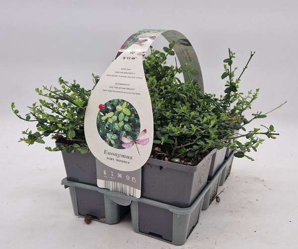 Picture of EUONYMUS FORTUNEI MINIMUS 06-PACK