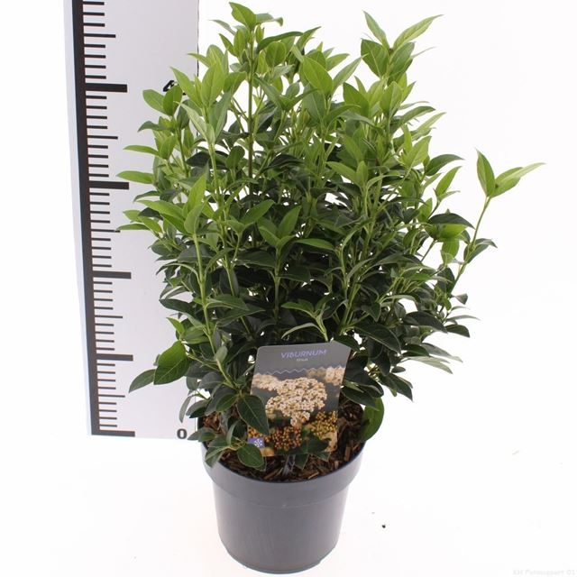 Picture of Viburnum tinus