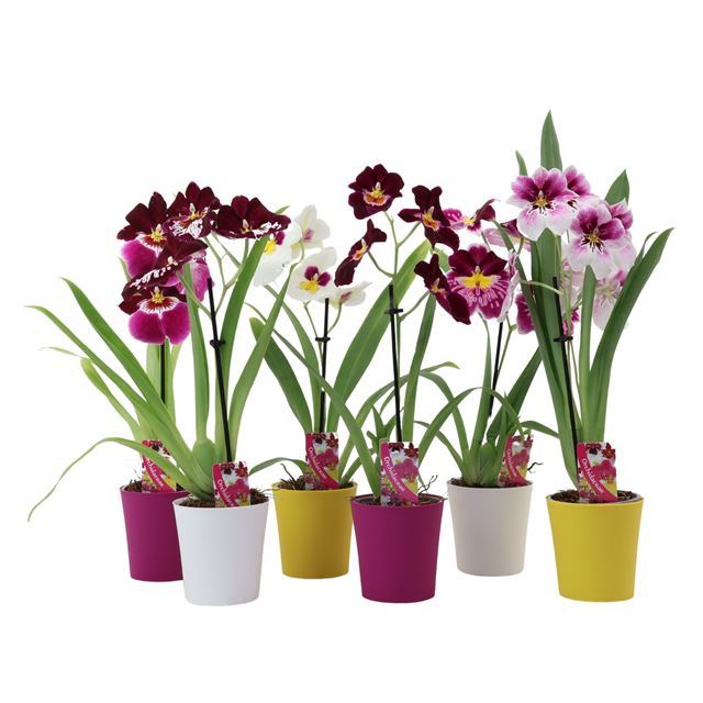 Picture of Miltoniopsis 01-stem mix in ceramic