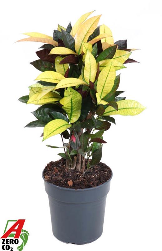 Picture of Codiaeum mrs  iceton branched