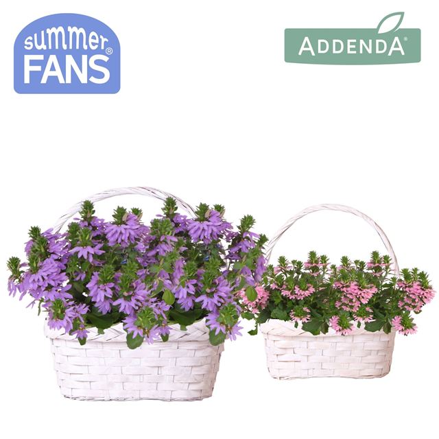 Picture of Scaevola mix in basket