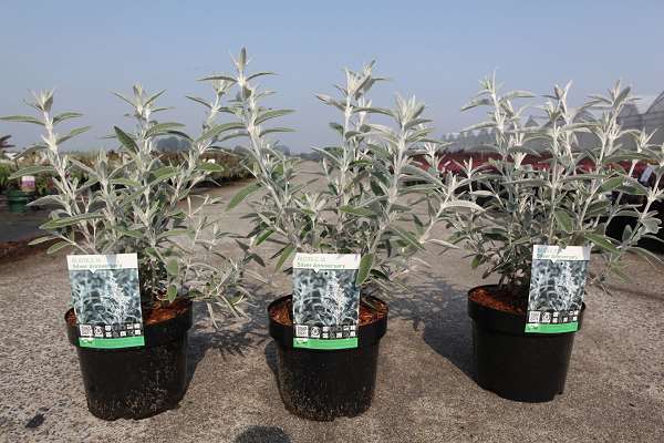 Picture of BUDDLEJA DAVIDII SILVER ANNIVERSARY