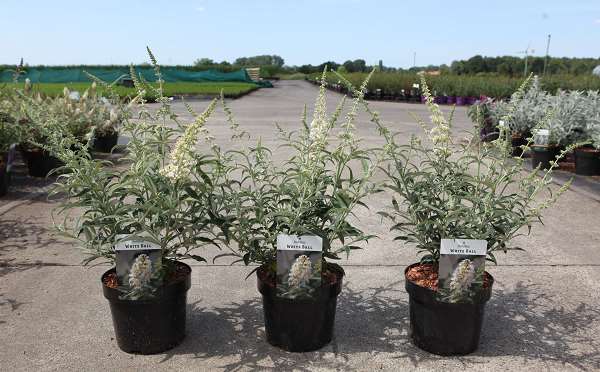 Picture of BUDDLEIA DAVIDII WHITE BALL