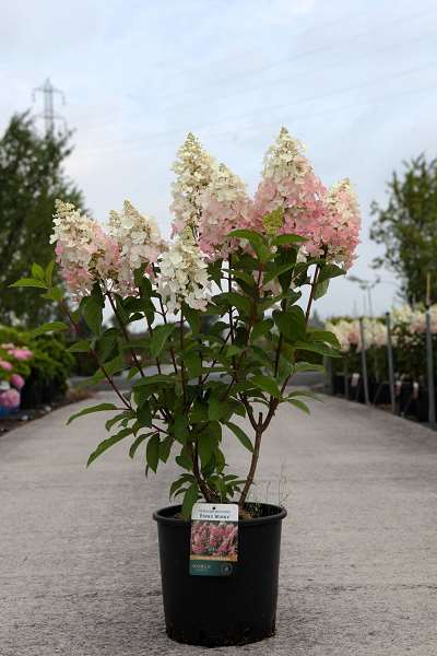 Picture of Hydrangea pan  pinky winky
