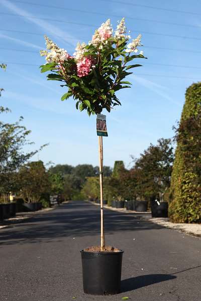 Picture of HYDRANGEA PANICULATA PINKY WINKY