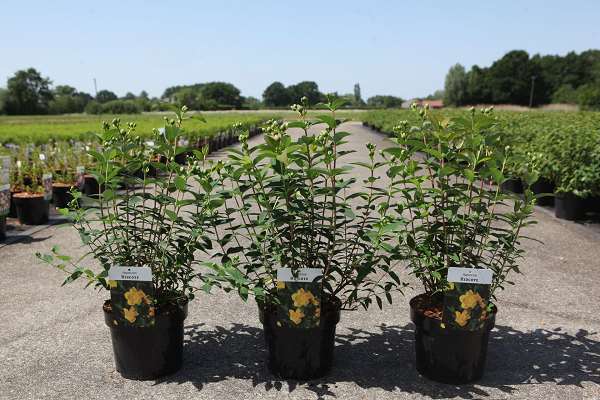 Picture of Hypericum patulum hidcote