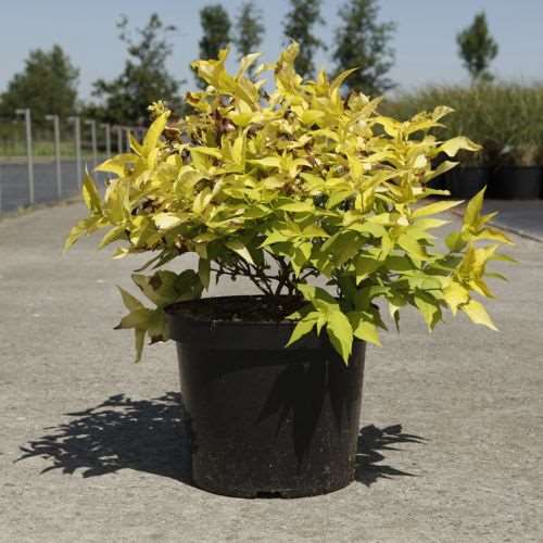 Picture of LEYCESTERIA FORMOSA GOLDEN LANTERNS