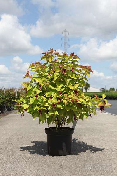 Picture of Leycesteria formosa golden lanterns