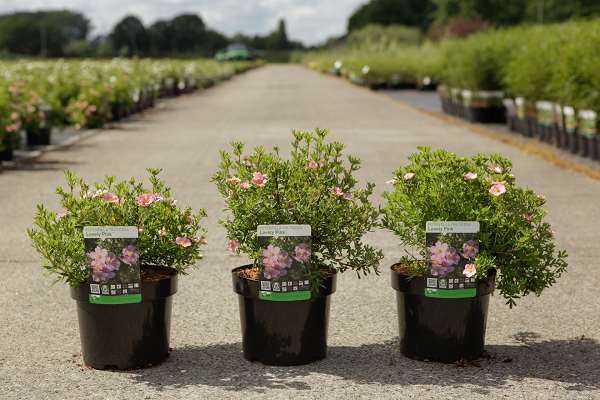 Picture of DASIPHORA FRUTICOSA LOVELY PINK