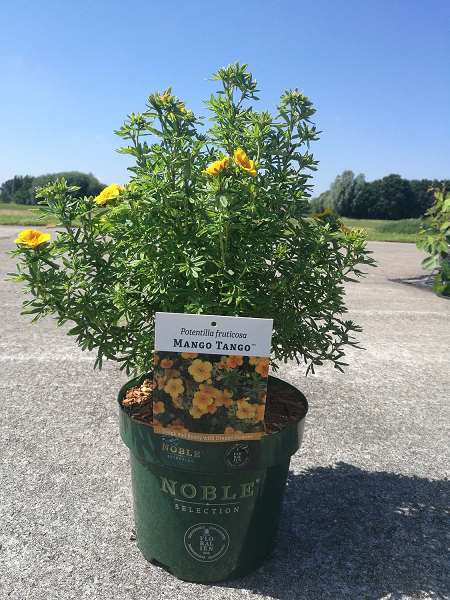 Picture of POTENTILLA FRUTICOSA MANGO TANGO