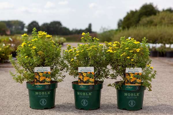 Picture of POTENTILLA FRUTICOSA MANGO TANGO