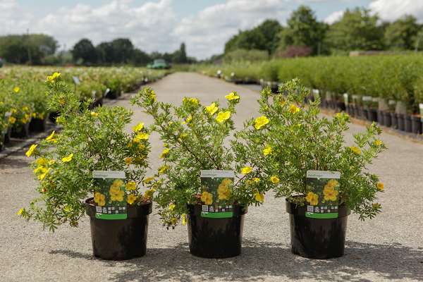 Picture of POTENTILLA FRUTICOSA GOLDFINGER