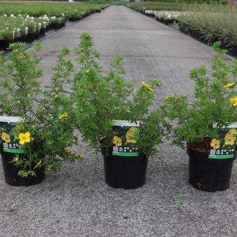 Picture of POTENTILLA FRUTICOSA GOLDFINGER