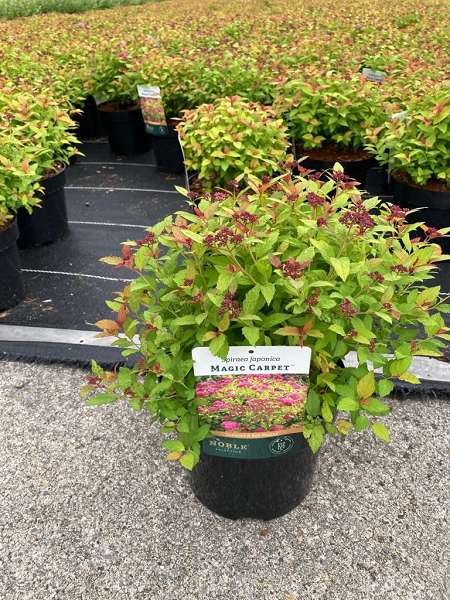 Picture of SPIRAEA JAPONICA MAGIC CARPET