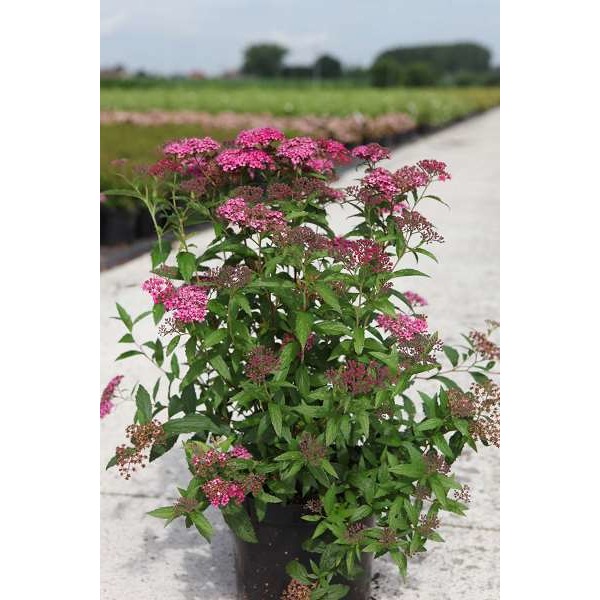 Picture of SPIRAEA JAPONICA DART'S RED