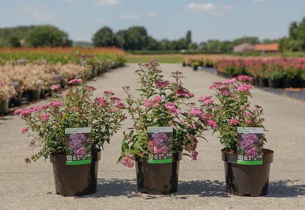 Picture of SPIRAEA JAPONICA DART'S RED