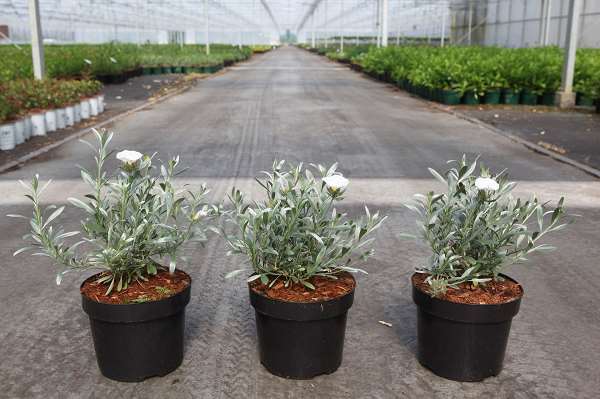 Picture of CONVOLVULUS CNEORUM