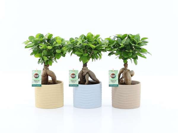 Picture of Ficus microcarpa ginseng in ceramic