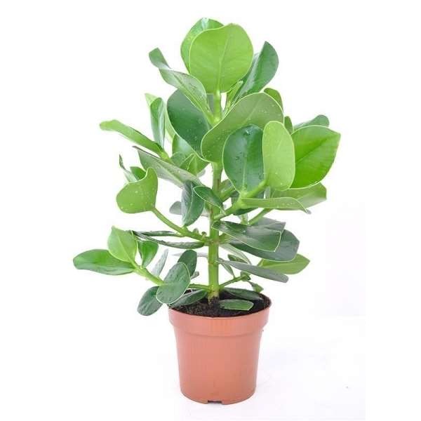 Picture of Clusia princess