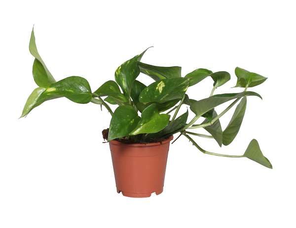 Picture of EPIPREMNUM PINNATUM AUREUM