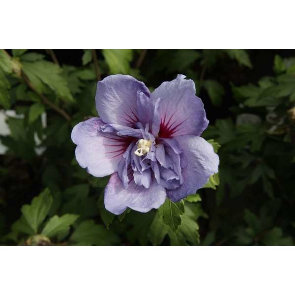 Picture of HIBISCUS SYRIACUS BLUE CHIFFON