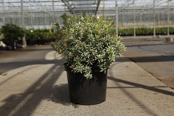 Picture of PIERIS JAPONICA LITTLE HEATH