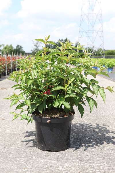 Picture of WEIGELA NAIN ROUGE