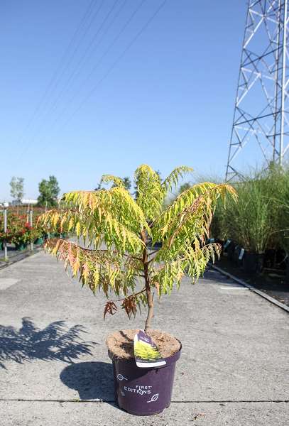 Picture of RHUS TYPHINA TIGER EYES
