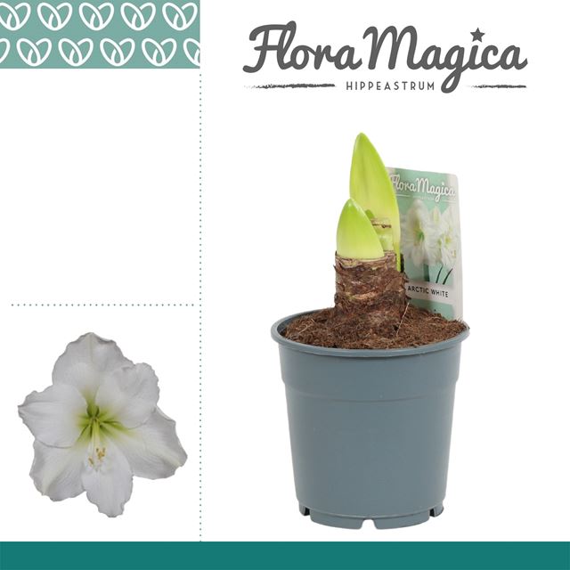 Picture of HIPPEASTRUM (AMARYLLIS) 02-FL ARCTIC WHITE