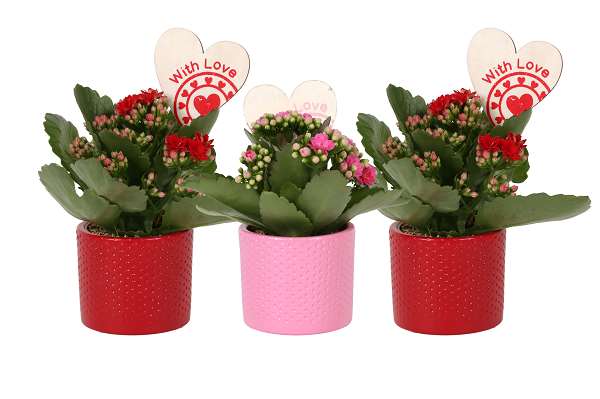 Picture of KALANCHOE IN STRIPE CERAMIC + DECO