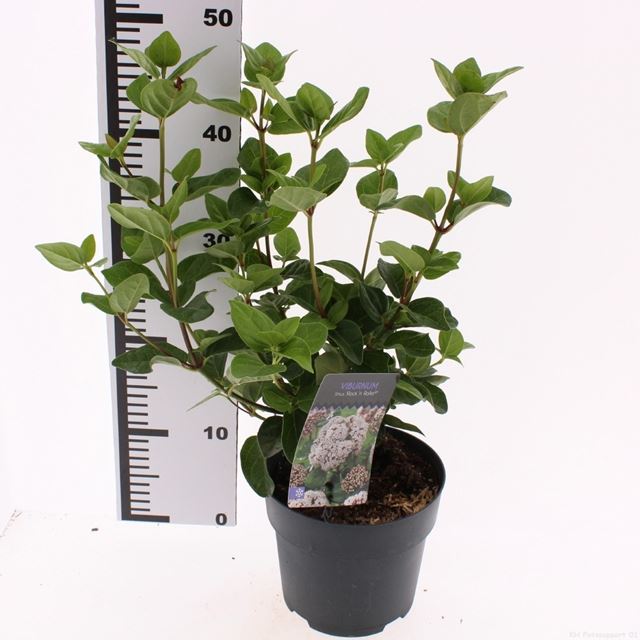 Picture of Viburnum tinus rock n rolla
