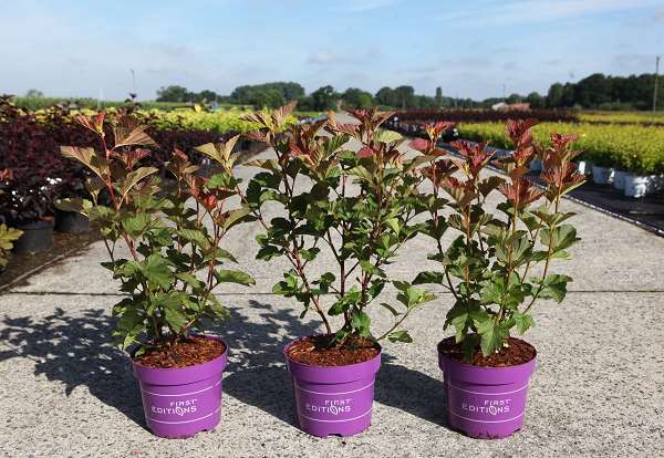 Picture of PHYSOCARPUS OPULIFOLIUS AMBER JUBILEE