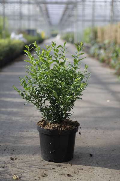 Picture of Sarcococca confusa